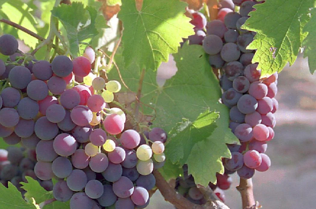 Racimo de uva del campo de Cariñena