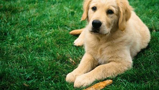 El «Airbnb» de las mascotas para acabar con el abandono