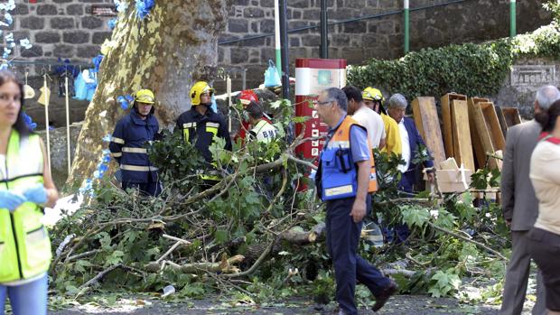 Ascienden a 13 muertos por la caída de un árbol enorme en Madeira