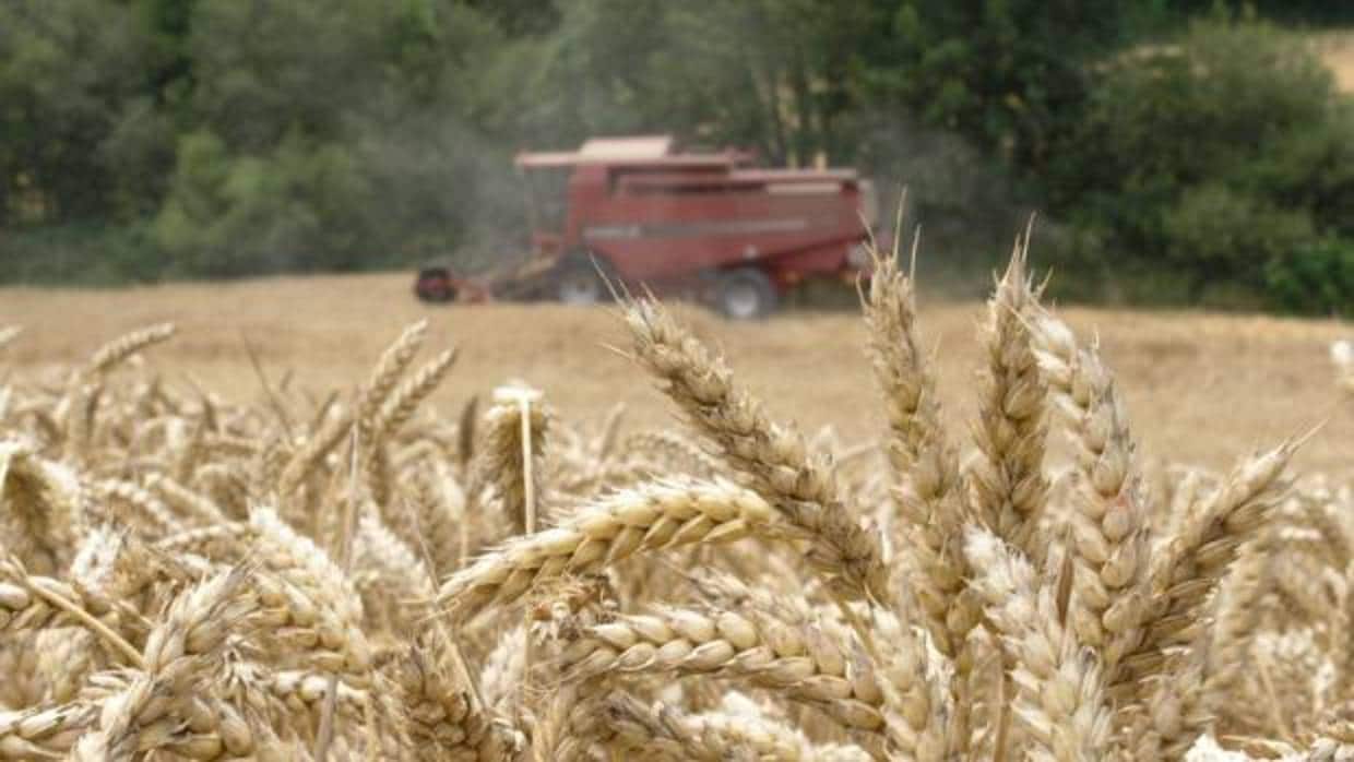 Una cosechadora recoge trigo