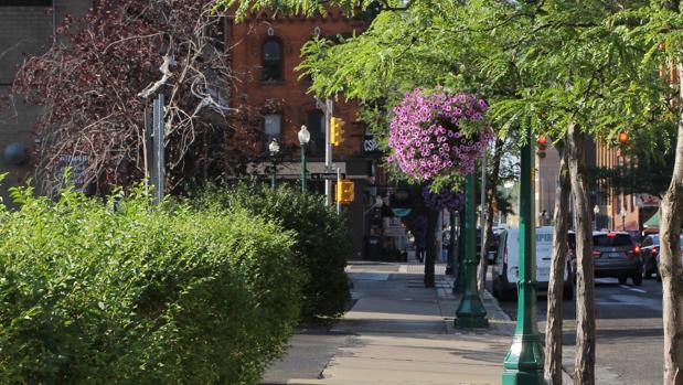 Los beneficios de los árboles en una megaciudad ascienden a 500 millones de dólares anuales