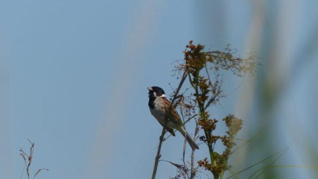 El escribano palustre no remonta el vuelo en España