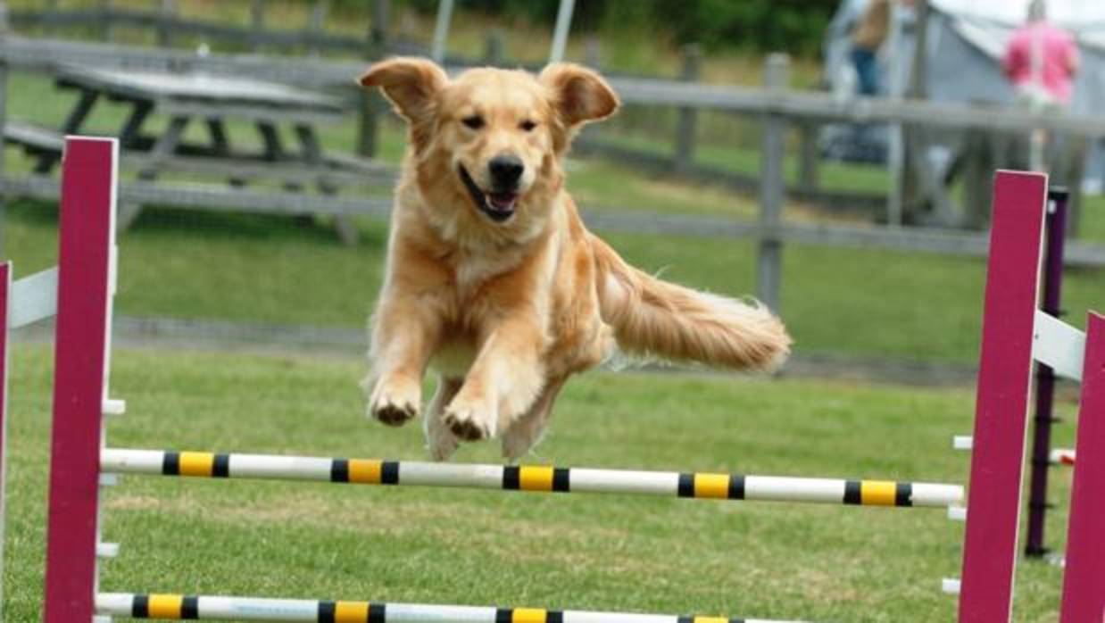 Parques para perros, algo más que el paseo diario