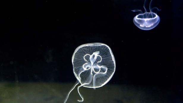 Las medusas ya no «pican» en las playas del Mediterráneo