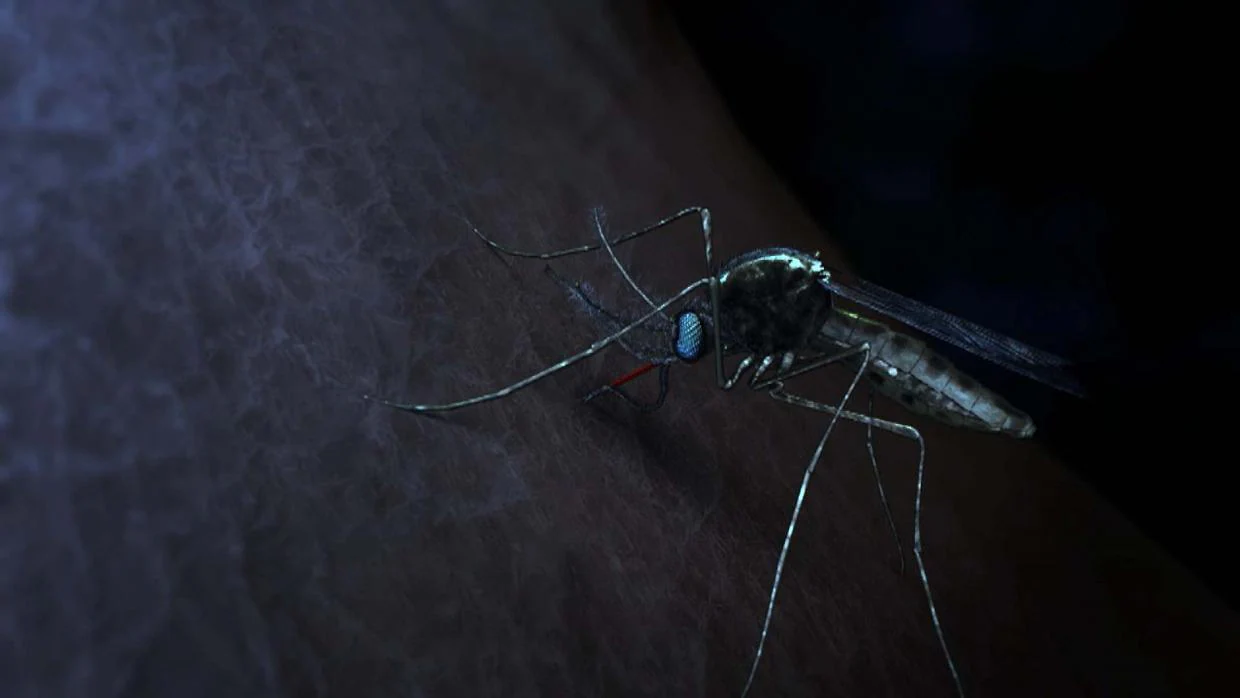 Así es el mosquito que transmite la malaria con su picadura
