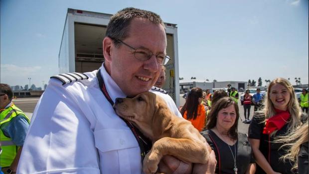 Una aerolínea transporta a 60 gatos y perros víctimas del huracán Harvey