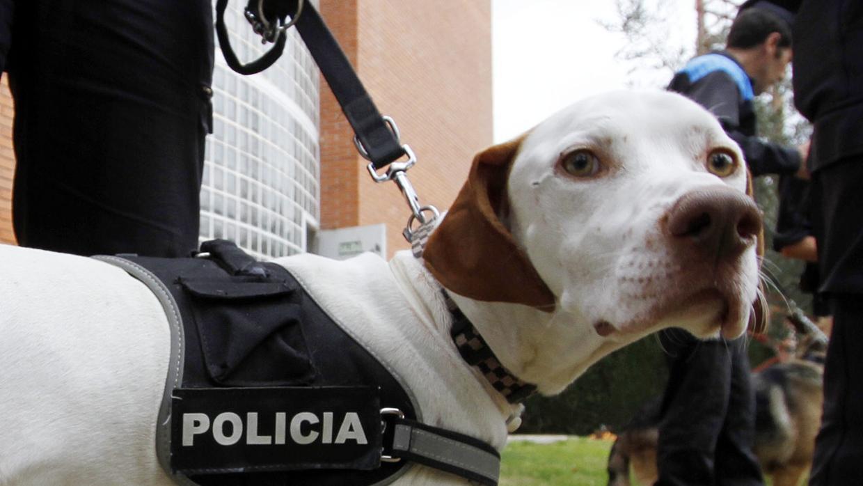 La importancia de los perros es cada vez mayor en operaciones policiales