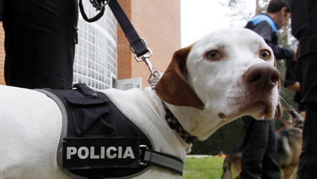 Puesta en marcha de unas jornadas sobre la importancia de los perros en materia de seguridad