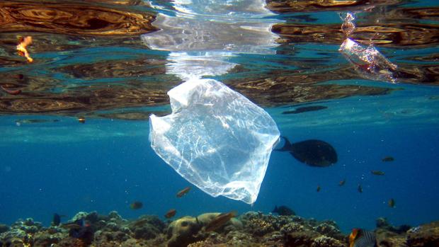 Los plásticos en los océanos pueden causar daño cerebral a los peces