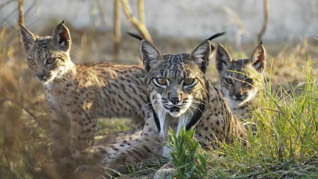 El lince ibérico vive su año más «negro» del siglo con 33 muertes no naturales