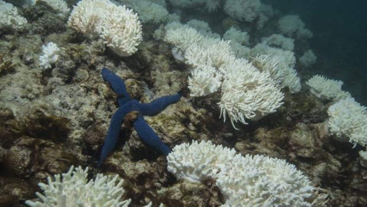 Fotografía facilitada por Catlin Seaview Survey que muestra el blanqueo de corales a consecuencia de la emisión de gases de efecto invernadero en la isla Lizard, en la Gran Barrera, fuera de la costa Queensland, Australia