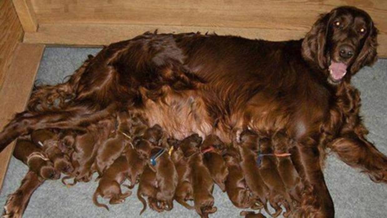 Cuidados en cachorros