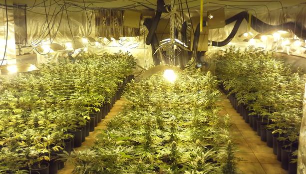 El cultivo doméstico o bajo techo de marihuana, un negocio ilícito que se dispara en España