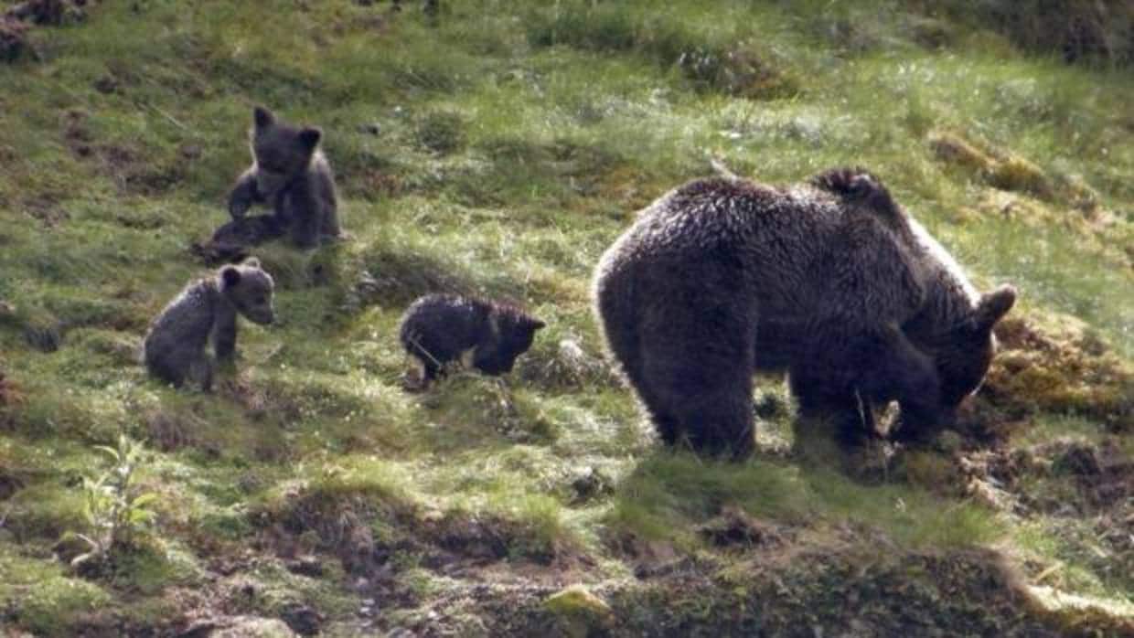 Los osos se han convertido en uno de los símbolos de la fauna cantábrica