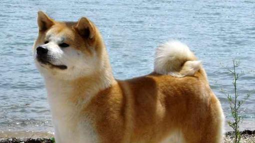 Akita Inu