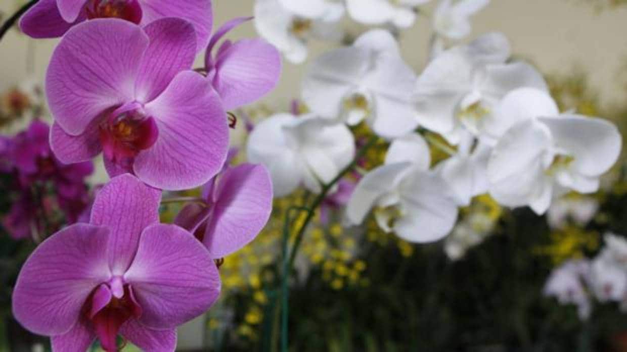 Expertos advierten de que las orquídeas silvestres en España están en peligro