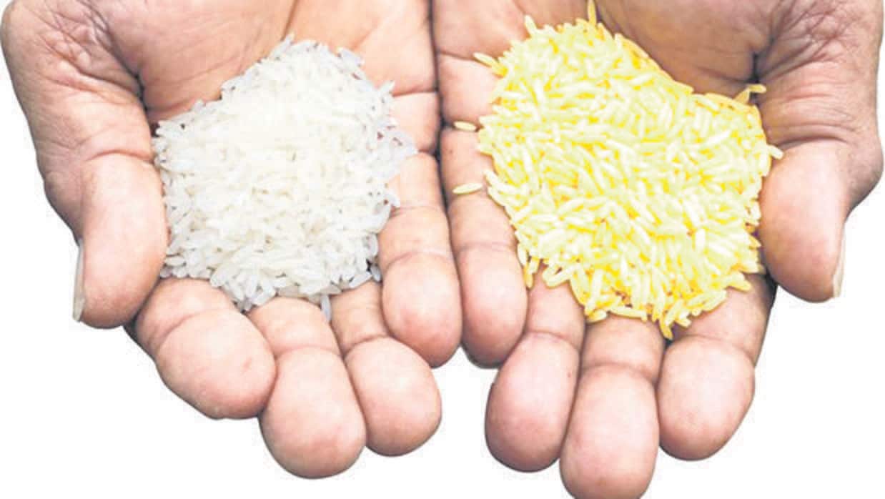 El arroz dorado, un medicamento que se cocina