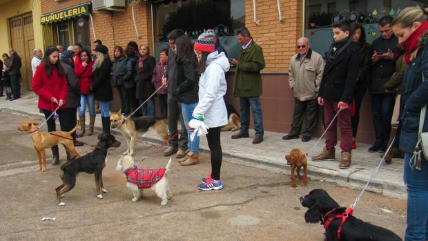 Apoyo de los colegios de Abogados para que los animales dejen de ser cosas en el Código Civil