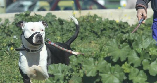 Perro de raza potencialmente peligrosa pasea por el el Parque de Santa Eugenia en Madrid