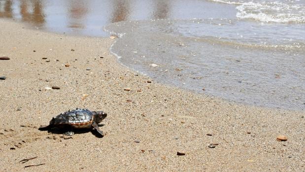 Nuevos lugares de anidación para la tortuga boba en el Mediterráneo