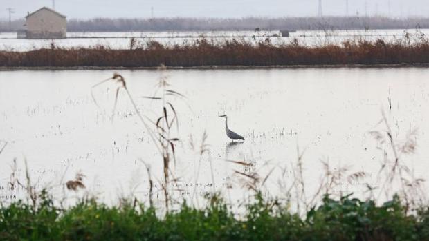 La Albufera y el Delta del Ebro, candidatos a formar parte de la lista negra de humedales internacionales