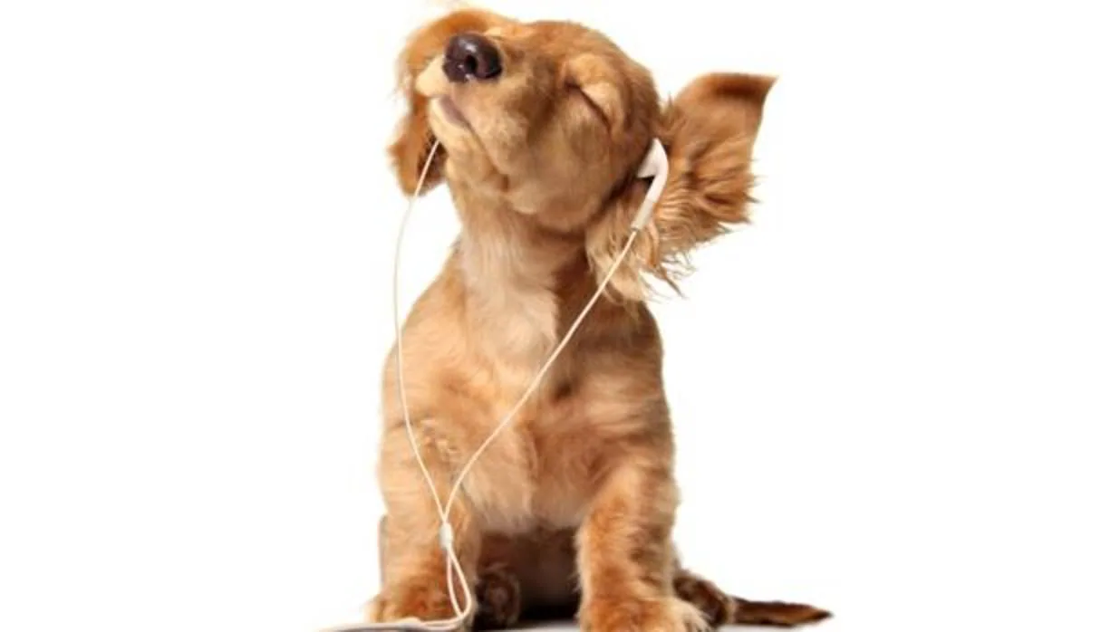 La música que deben escuchar tus mascotas