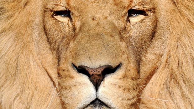 Una manada de leones devora a un supuesto cazador furtivo en Sudáfrica