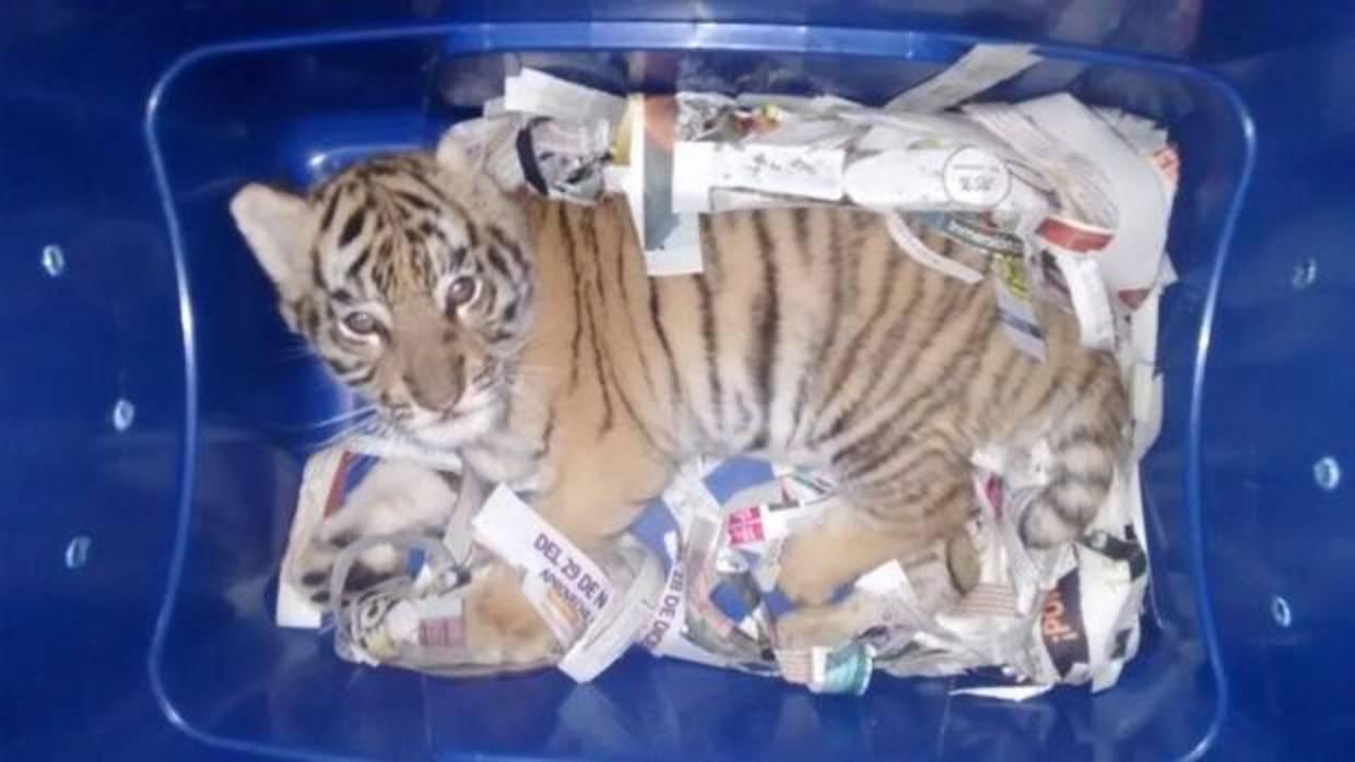 La Policía mexicana halla un cachorro de tigre en un paquete que iba a ser enviado por mensajería