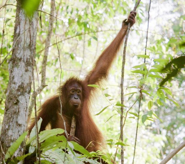 La fiebre por el aceite de palma y el furtivismo diezman a los orangutanes de Borneo