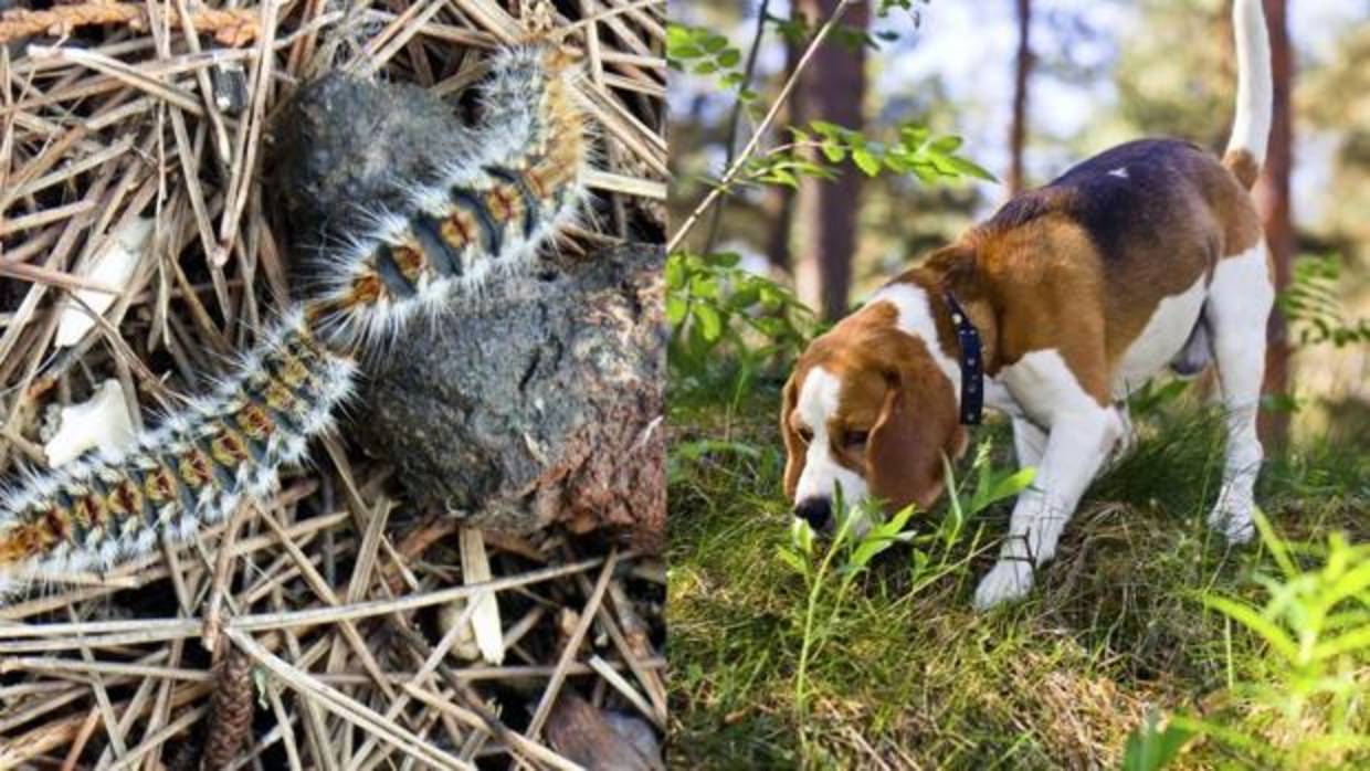 Las procesionarias pueden ser muy peligrosas para los perros si las ingieren