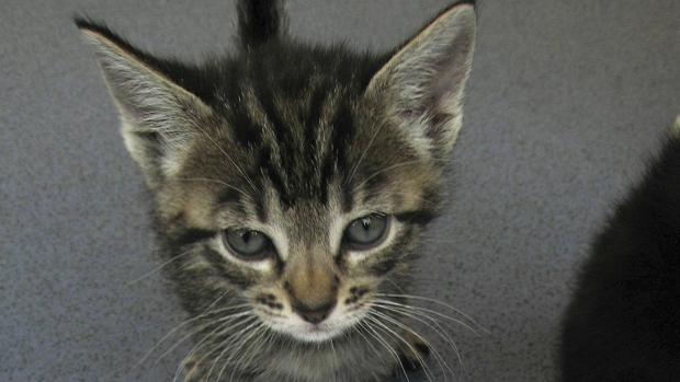 Condenada a prisión una pareja de ancianos que envenenó a ocho gatos de su vecina