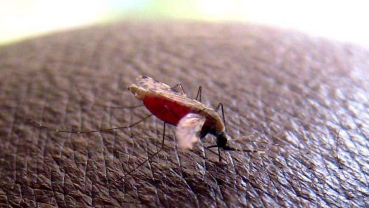 La malaria se transnmite por la picadura de un mosquito