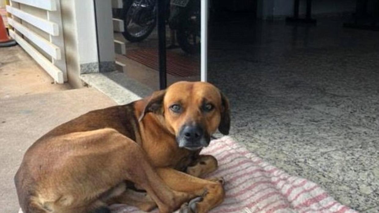 El fiel perro que lleva esperando en la puerta del hospital cuatro meses a su dueño muerto