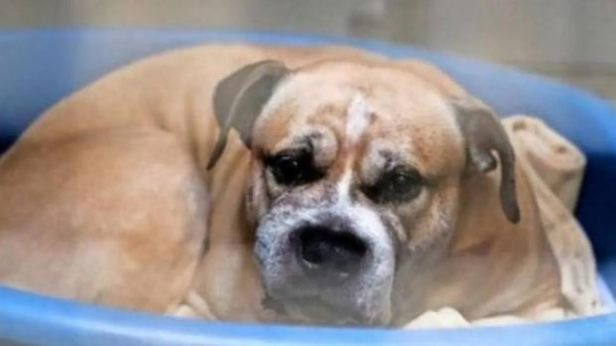 Un perro que mató a una mujer y a su hijo se salva del sacrificio por una petición popular
