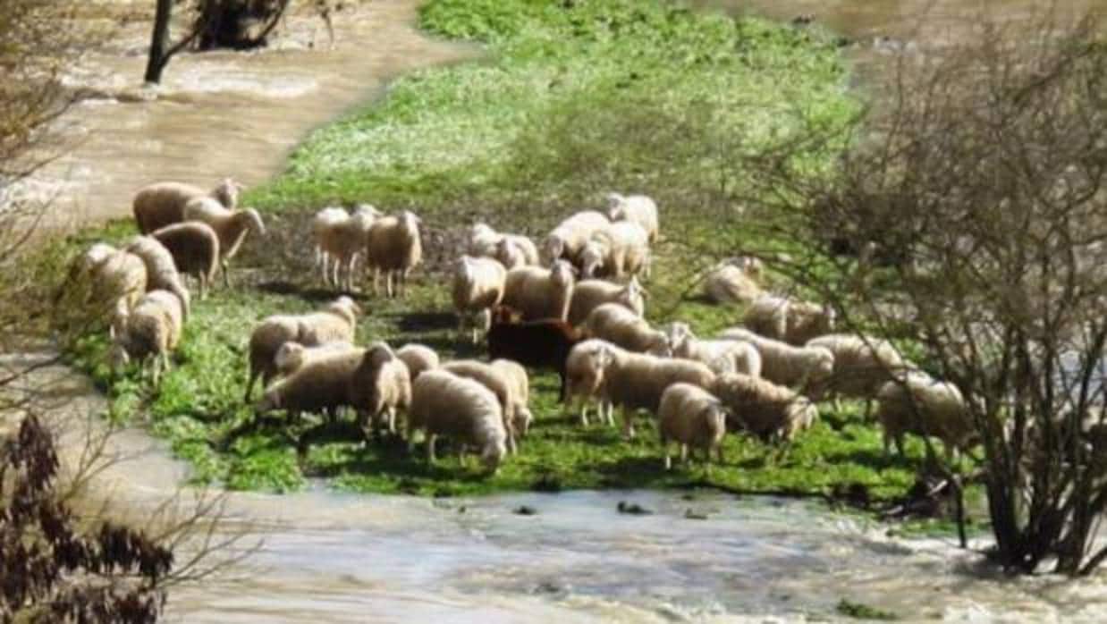 Desaparecen más de 500 ovejas tras la crecida del río Aragón en Navarra