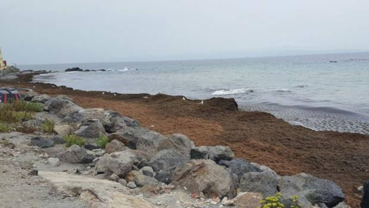 La invasión de las algas: cada día se retiran más de 15.000 kilos en las playas de Ceuta