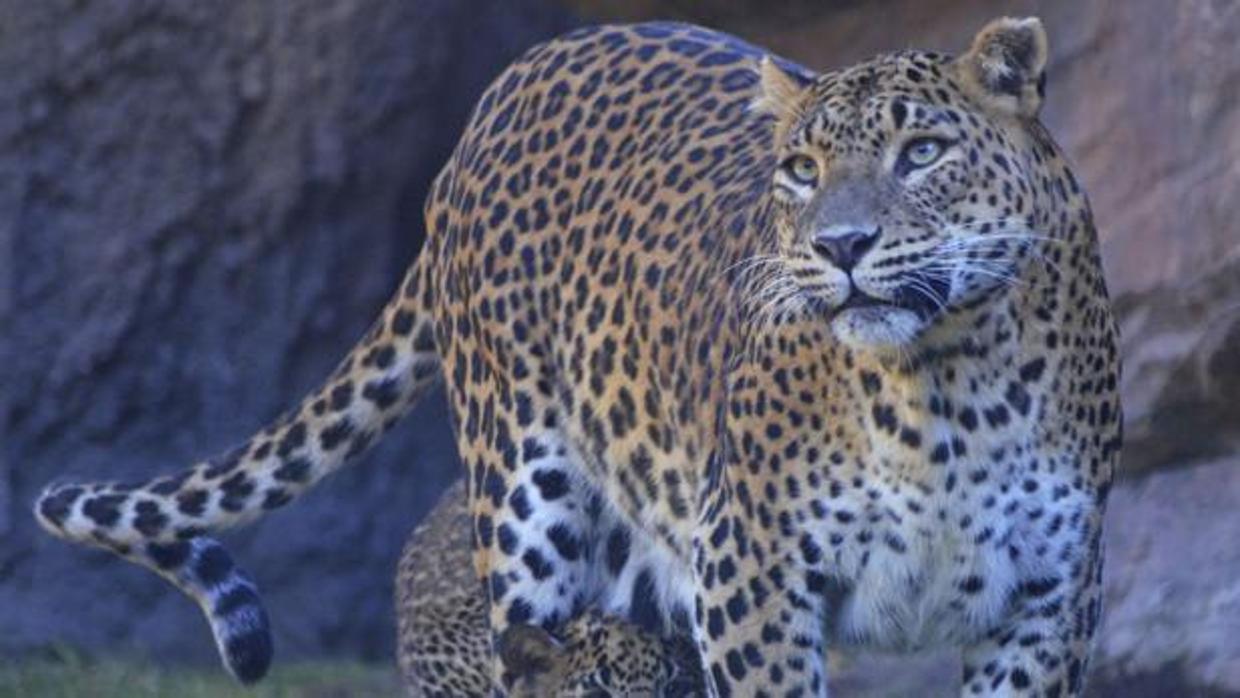 Una niña de tres años muere devorada por un leopardo en un parque natural de Uganda