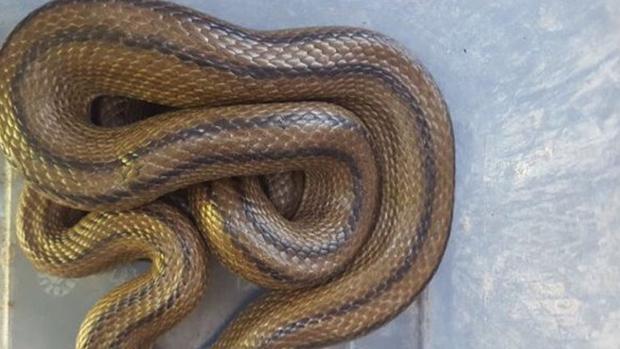 Encuentran una serpiente de 80 centímetros dentro de un horno