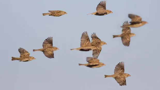 Aves en migración