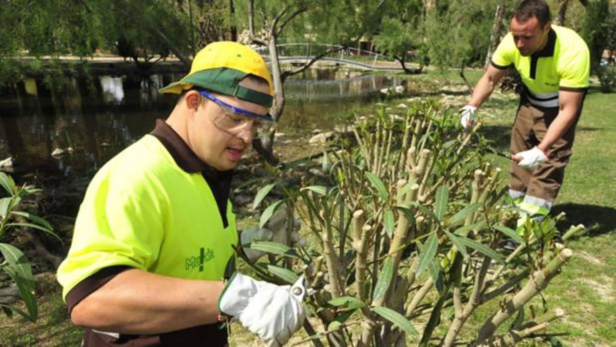 Un chico con síndrome de Down trabajando como jardinero