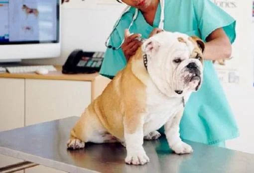 Mascotas vacunadas y desparasitadas, un seguro para el hogar