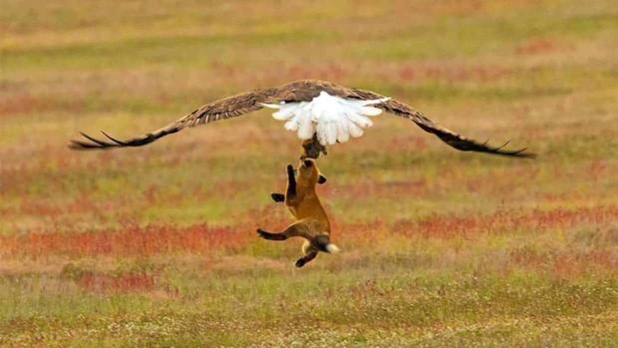La espectacular lucha por una presa entre un zorro y un águila