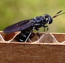España sigue sin legislar la venta de insectos para alimentación humana