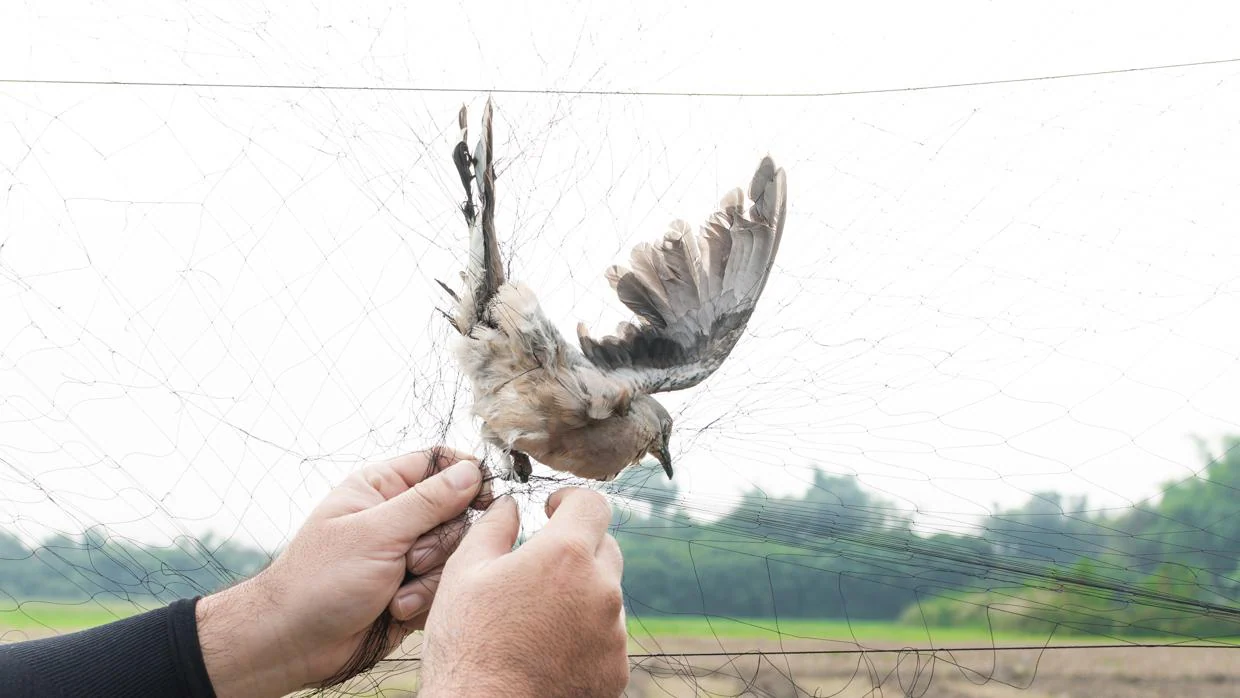 Un pájaro es capturado por un granjero