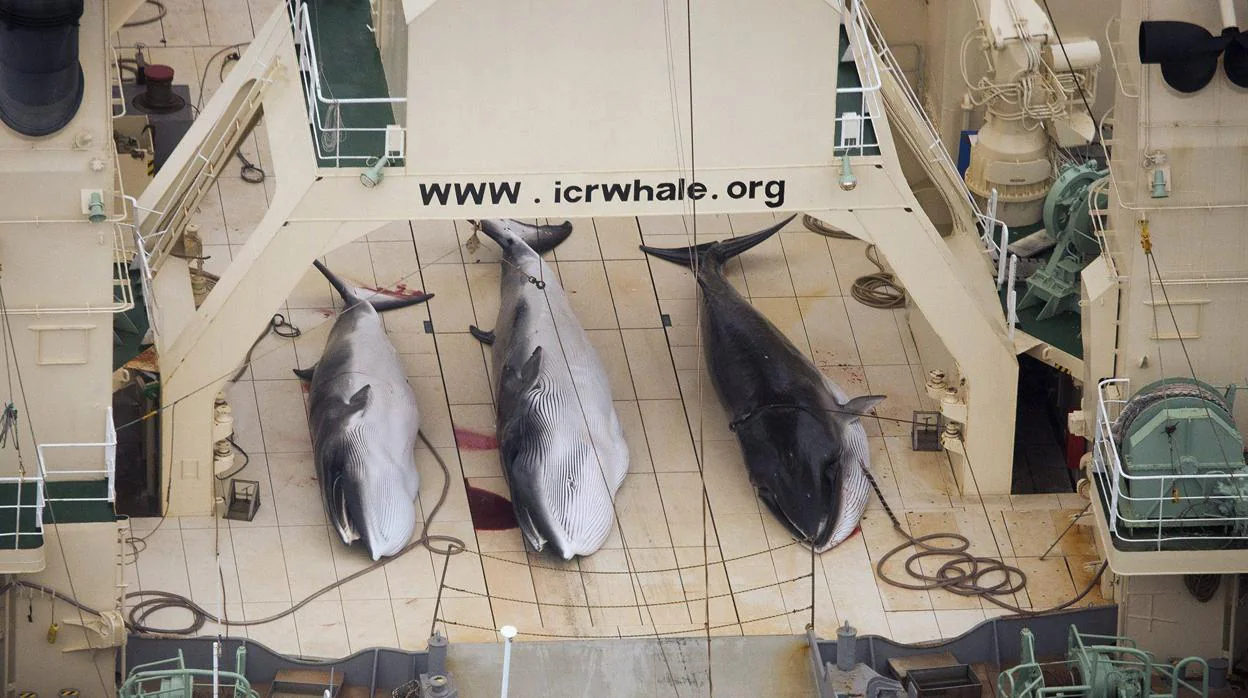Un pesquero de ballenas japonés Nisshin Maru tras cazar tres ejemplares en el Océano Austral