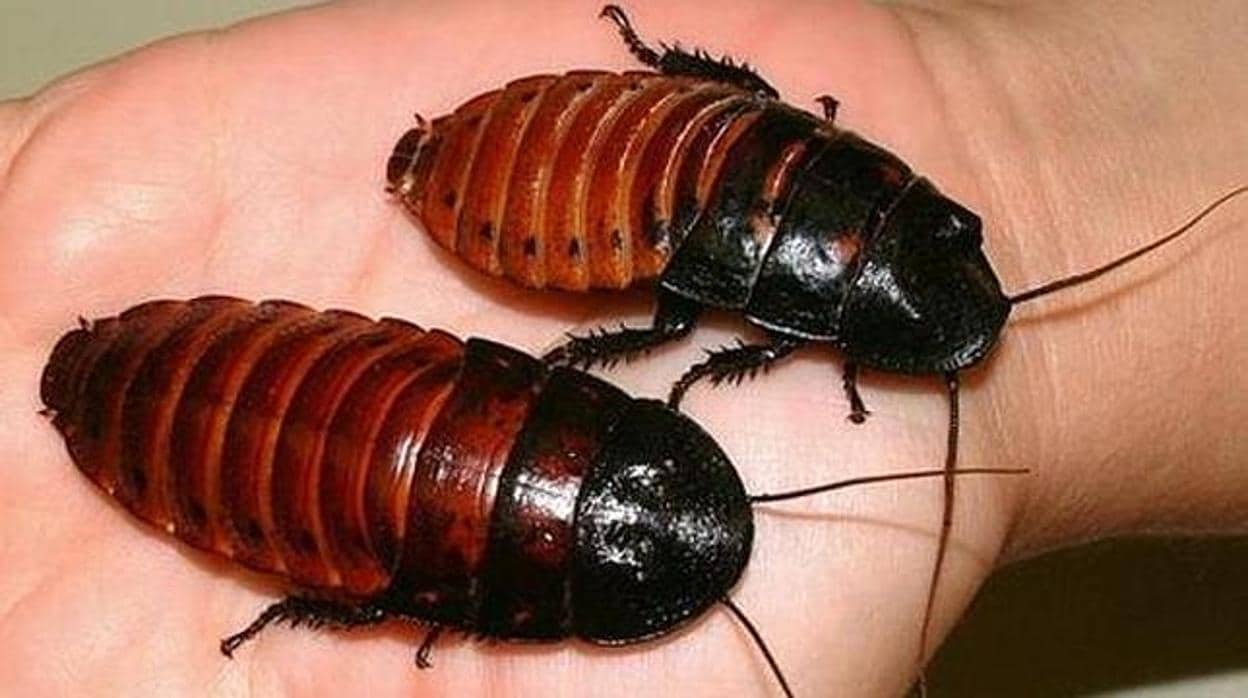 Advierten del «muy alto» riesgo de una plaga de cucarachas el próximo verano