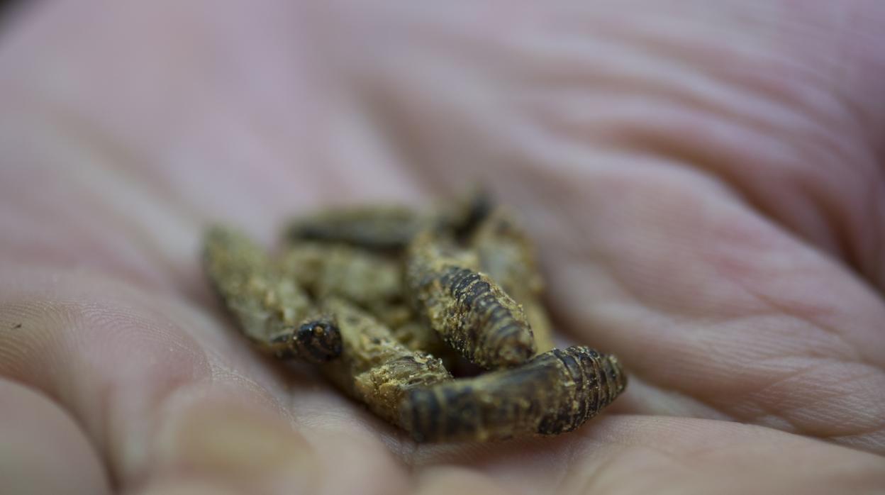 Xavi Petràs vende insectos en una conocida parada en el mercado de La Boquería de Barcelona