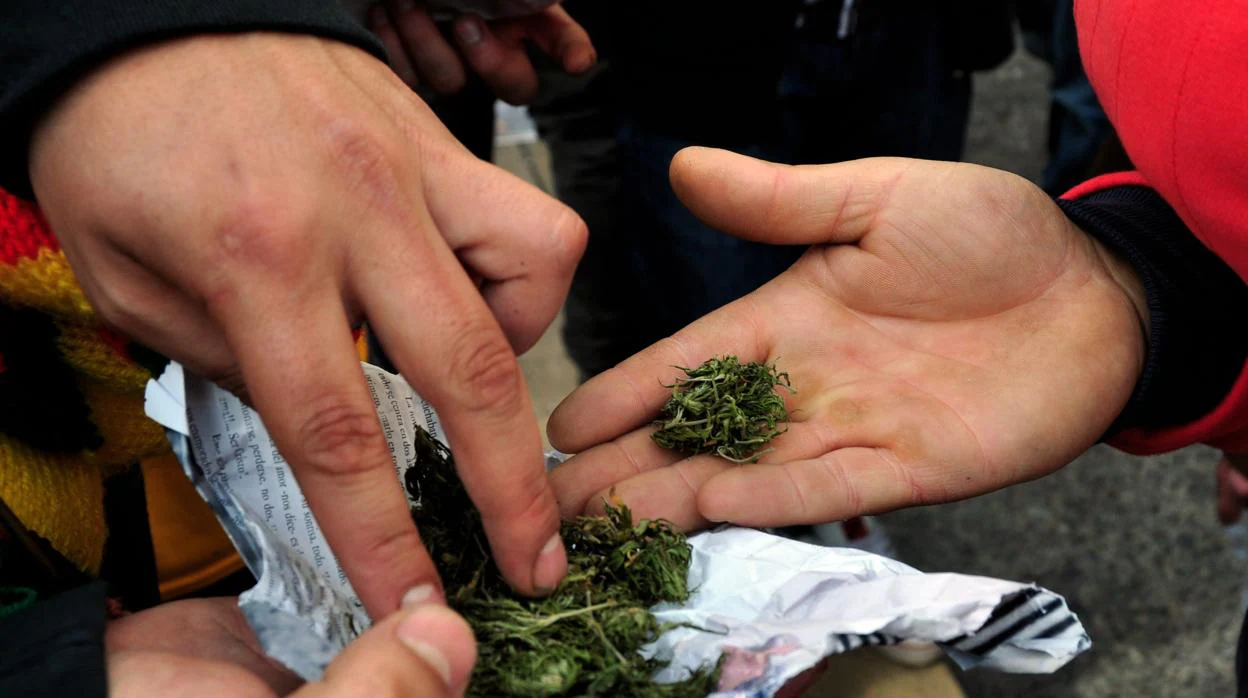 Portugal aprueba el uso del cannabis para fines medicinales