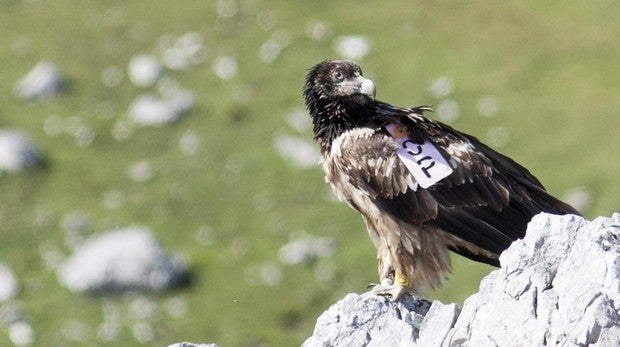 Los quebrantahuesos echan raíces en Picos de Europa