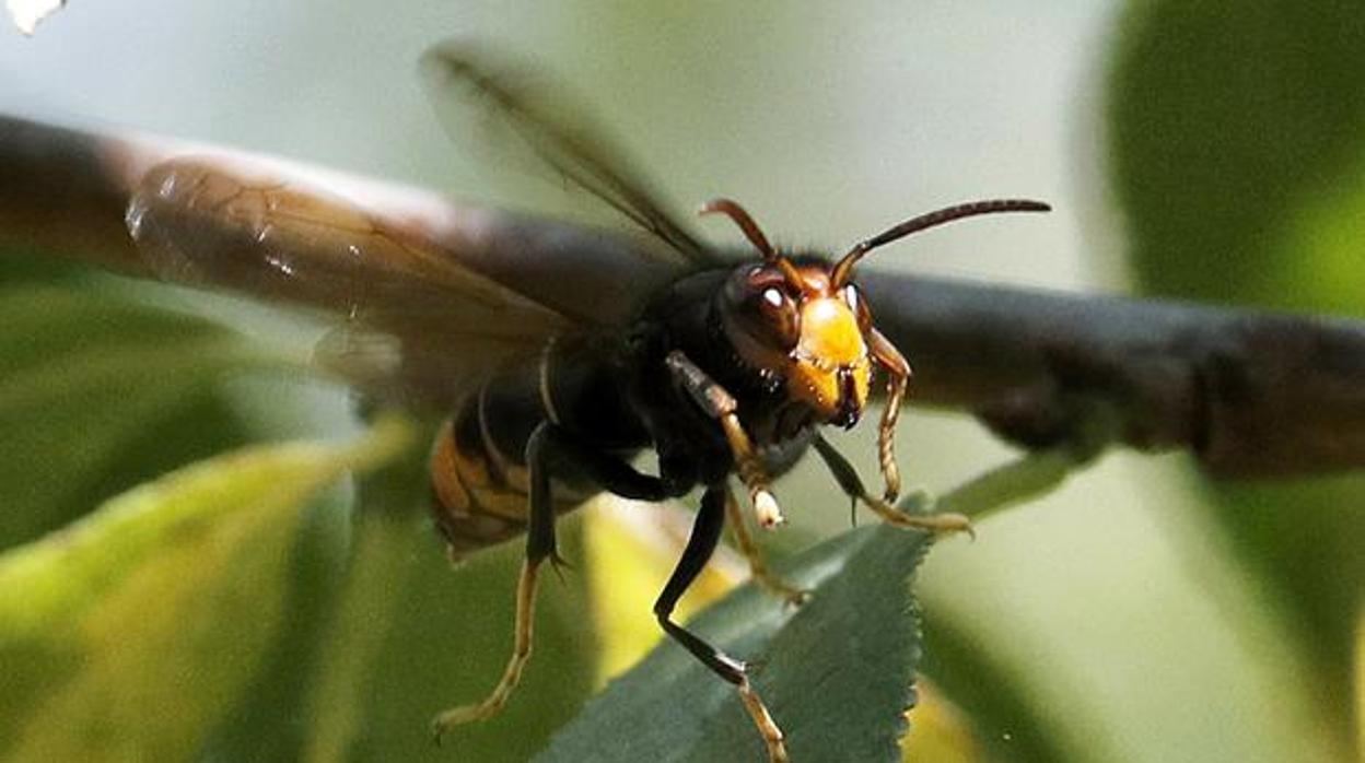 Una mujer en estado crítico tras la picadura de 200 abejas africanizadas